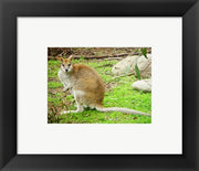 Kangaroo Outdoors