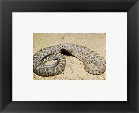 Mexican Ridged Nose Rattlesnake