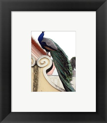 Peacock