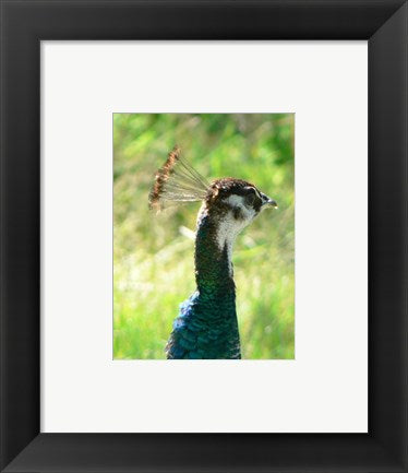 Peacock Head
