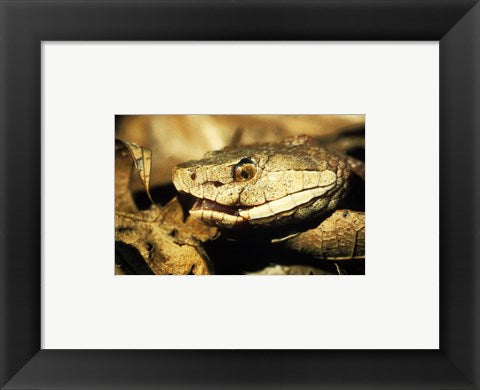 Head of a Copperhead Snake
