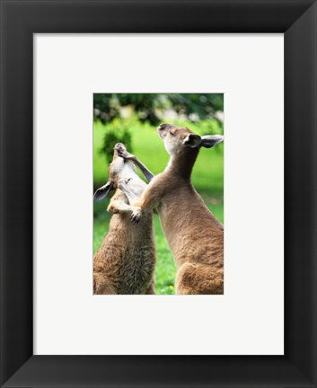 Playful Kangaroos