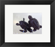 Baby Sea Turtles