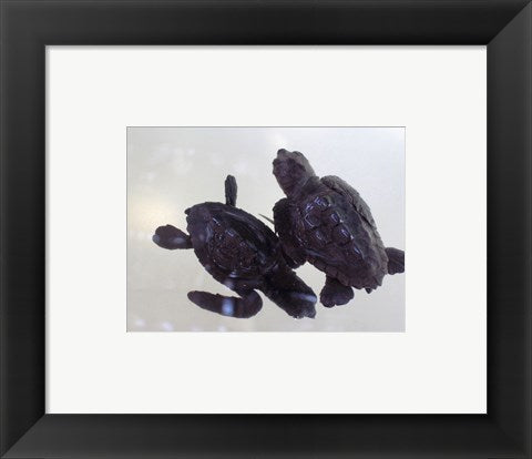 Baby Sea Turtles