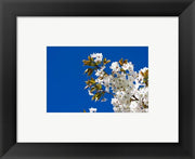 Japanese Cherry Blossom