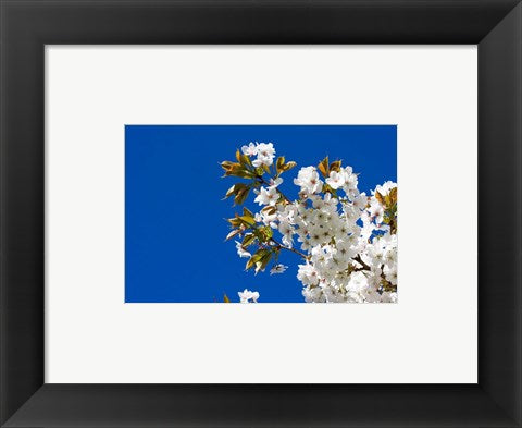 Japanese Cherry Blossom