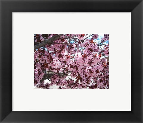 Pink Cherry Blossoms