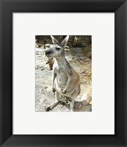 Kangaroo at the Zoo