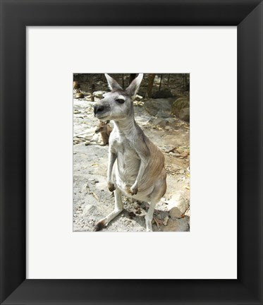 Kangaroo at the Zoo