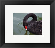 Black Swan