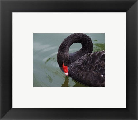 Black Swan
