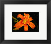 Orange Tiger Lily