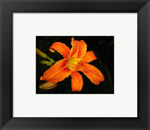 Orange Tiger Lily