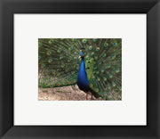 Peacock Showing off Its Feathers