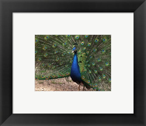 Peacock Showing off Its Feathers