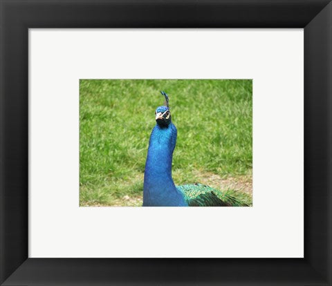 Peacock Closeup of Head