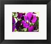 Purple Pansy