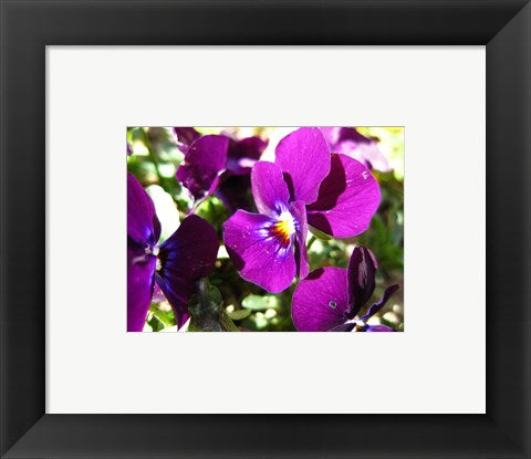 Purple Pansy