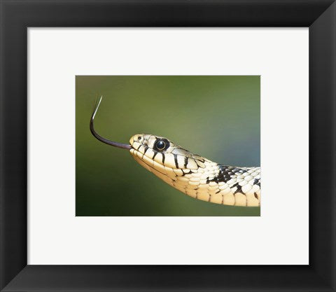 European Grass Snake Closeup of Face