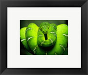 Green Emerald Tree Python Snake