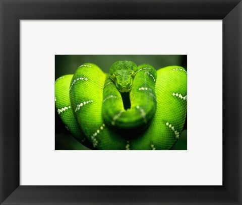 Green Emerald Tree Python Snake