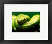Light Green Emerald Tree Boa Snake