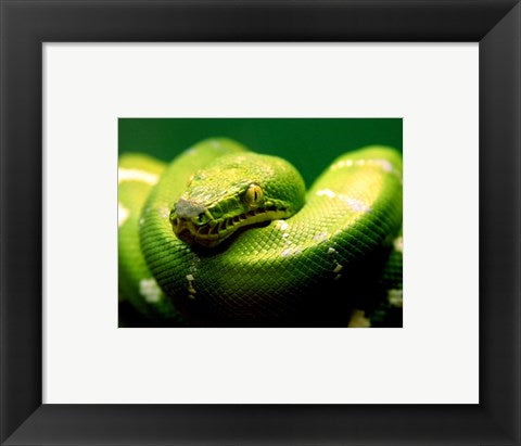 Light Green Emerald Tree Boa Snake