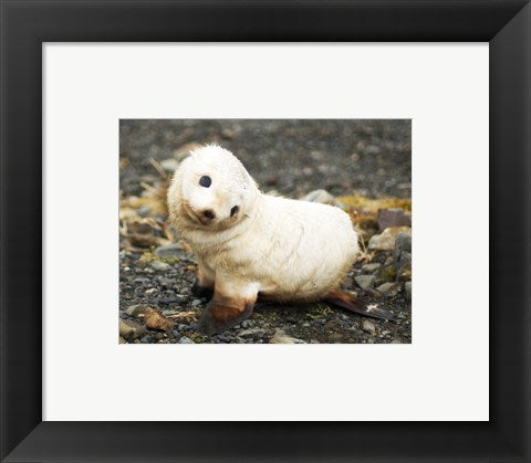 Baby Fur Seal, South Georgia