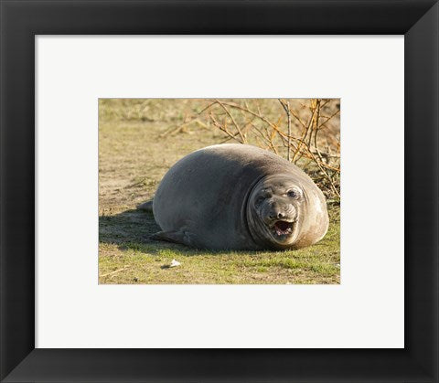 Baby Elephant Seal