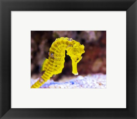 Birch Aquarium