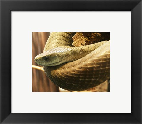 Black Mamba