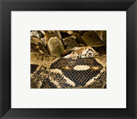 Boa Constrictor
