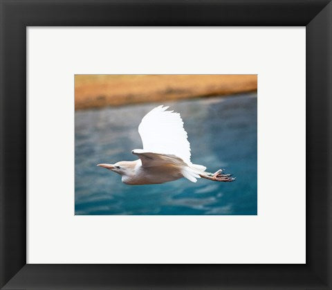 Bubulcus Ibis-Zoo de Pont-Scorff, Morbihan, France