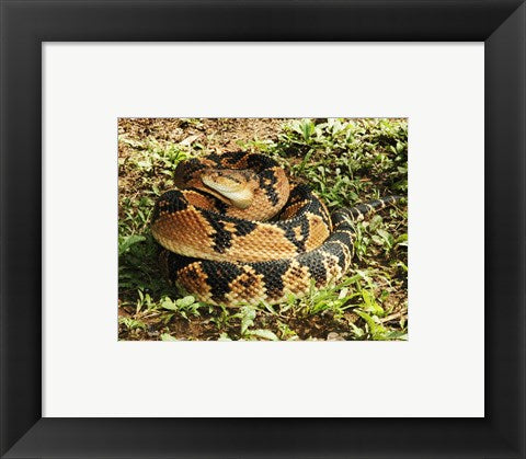Bushmaster Snake