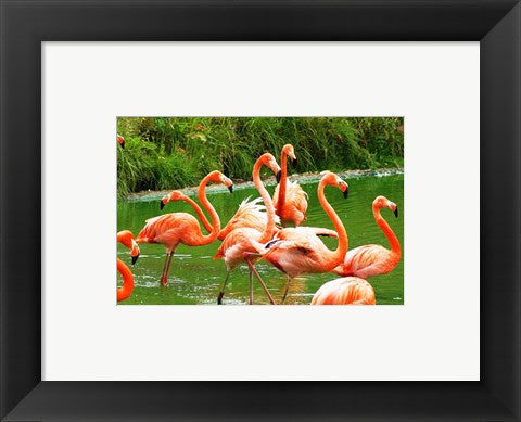 Caribbean Flamingo