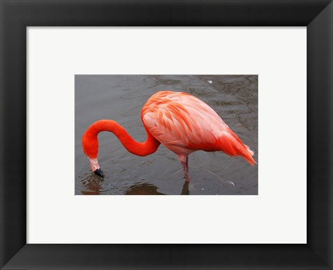 Caribbean Flamingo at Slimbridge Arp