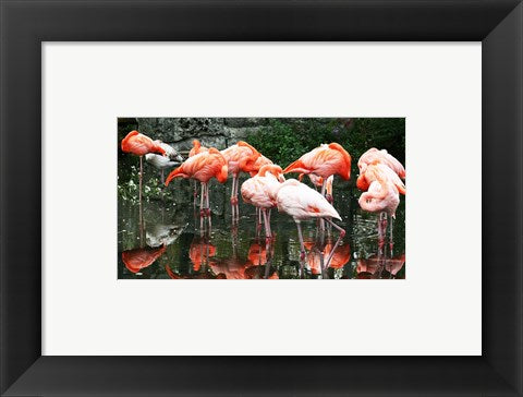 Caribbean Flamingo Phoenicopterus Ruber