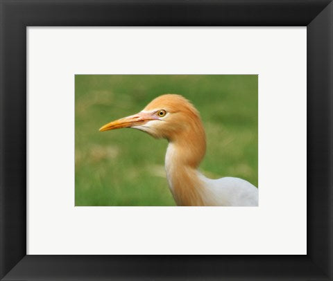 Cattle Egret Bubulcus Ibis