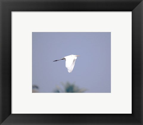 Cattle Egret Flight