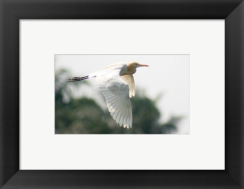 Cattle Egret