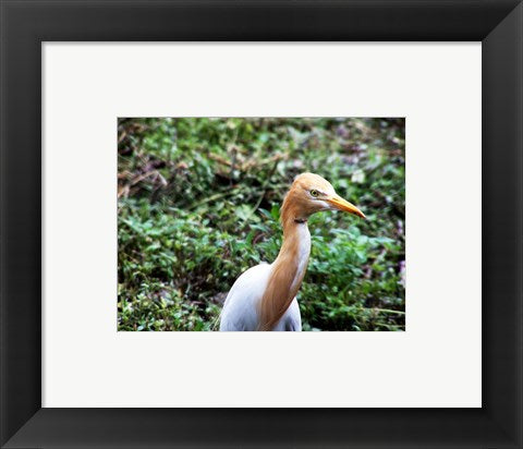 Cattle Egret in Summer