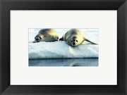 Crabeater Seals