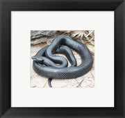 Eastern Indigo Snake