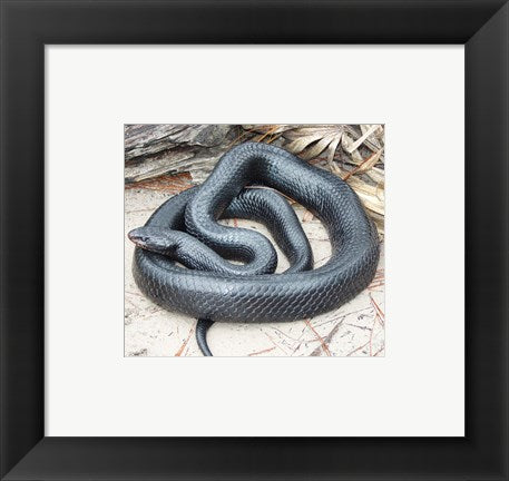 Eastern Indigo Snake