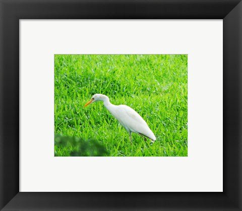 Egret In Field
