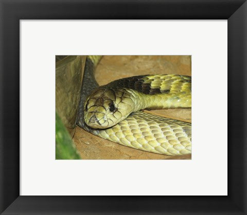Egyptian Cobra