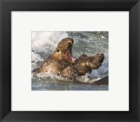 Elephant Seals Fighting