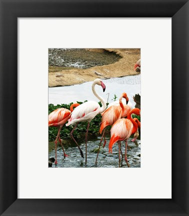 Flamingos Pink and White