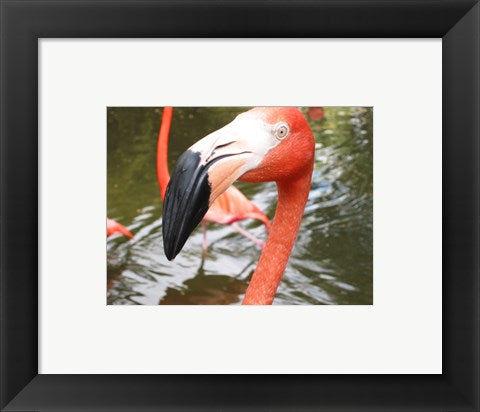 Florida Flamingo