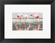 Flamingos Searching for Food